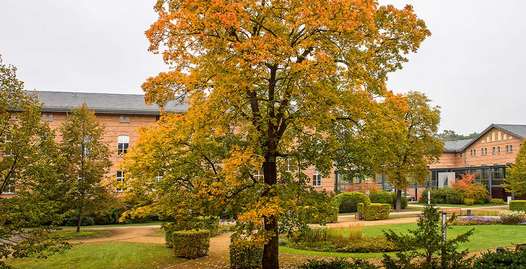 Foto: Auf dem Gelände des GLG Martin Gropius Krankenhauses: Vorn ein alter Baum, im Hintergrund Gebäude.