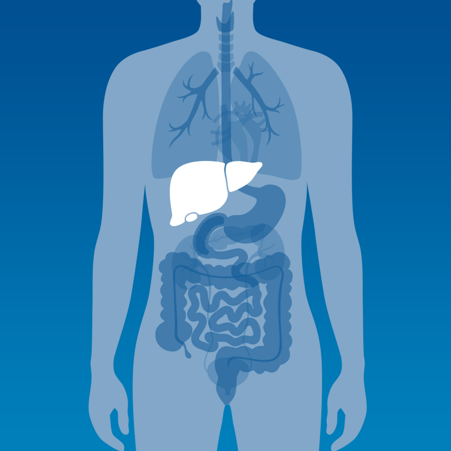 Symbolbild für Leber, Galle, Bauchspeicheldrüse
